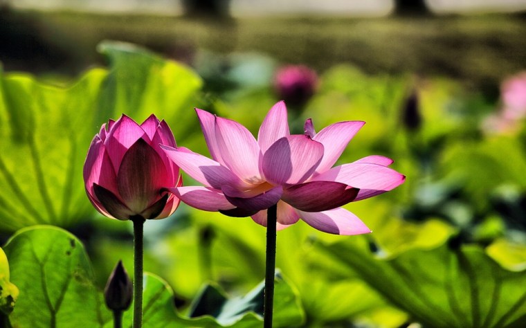 Feel Good Group - A picture of two pink Lotus flowers in the sunshine - A reminder of all that is beautiful in my life!