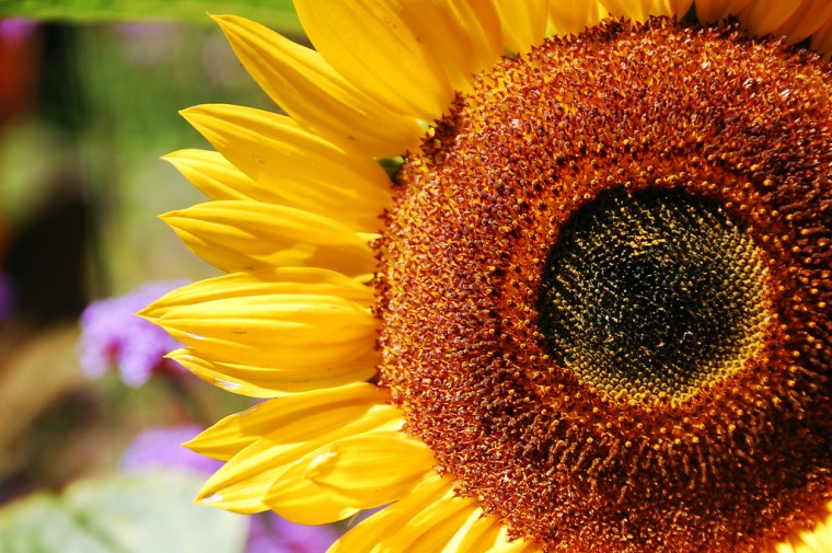 Feel Good Group - Sunflower