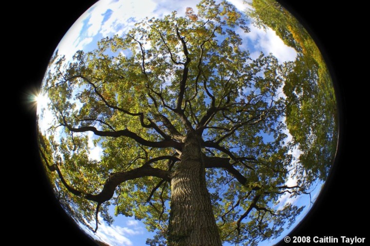 Feel Good Group - Emblem of the Southwest - Mother Earth